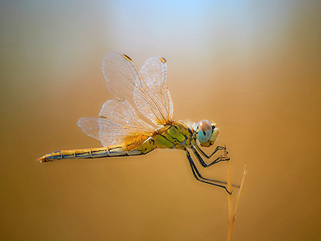passion-makro4 passion-makro4